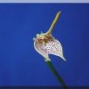 ORCHIDEES DU FENOUILLEDES