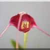ORCHIDEES DU FENOUILLEDES