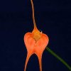 ORCHIDEES DU FENOUILLEDES