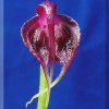 ORCHIDEES DU FENOUILLEDES