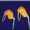 ORCHIDEES DU FENOUILLEDES