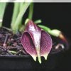 ORCHIDEES DU FENOUILLEDES