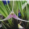 ORCHIDEES DU FENOUILLEDES