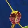 ORCHIDEES DU FENOUILLEDES