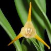 ORCHIDEES DU FENOUILLEDES
