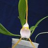 ORCHIDEES DU FENOUILLEDES