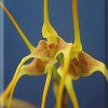ORCHIDEES DU FENOUILLEDES