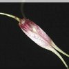 ORCHIDEES DU FENOUILLEDES