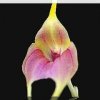 ORCHIDEES DU FENOUILLEDES