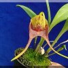 ORCHIDEES DU FENOUILLEDES