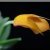 ORCHIDEES DU FENOUILLEDES