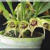 ORCHIDEES DU FENOUILLEDES