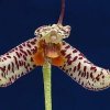 ORCHIDEES DU FENOUILLEDES