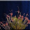 ORCHIDEES DU FENOUILLEDES