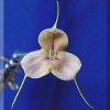 ORCHIDEES DU FENOUILLEDES