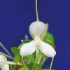 ORCHIDEES DU FENOUILLEDES