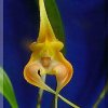 ORCHIDEES DU FENOUILLEDES