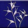 ORCHIDEES DU FENOUILLEDES