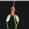 ORCHIDEES DU FENOUILLEDES