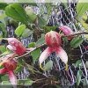 ORCHIDEES DU FENOUILLEDES