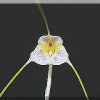 ORCHIDEES DU FENOUILLEDES