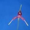 ORCHIDEES DU FENOUILLEDES