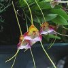 ORCHIDEES DU FENOUILLEDES