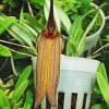 ORCHIDEES DU FENOUILLEDES