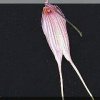 ORCHIDEES DU FENOUILLEDES
