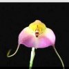 ORCHIDEES DU FENOUILLEDES