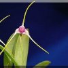 ORCHIDEES DU FENOUILLEDES