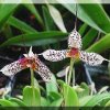 ORCHIDEES DU FENOUILLEDES