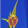 ORCHIDEES DU FENOUILLEDES
