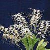 ORCHIDEES DU FENOUILLEDES