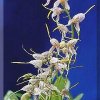 ORCHIDEES DU FENOUILLEDES