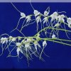 ORCHIDEES DU FENOUILLEDES
