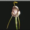 ORCHIDEES DU FENOUILLEDES