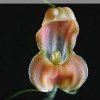ORCHIDEES DU FENOUILLEDES