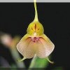 ORCHIDEES DU FENOUILLEDES