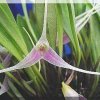 ORCHIDEES DU FENOUILLEDES