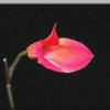 ORCHIDEES DU FENOUILLEDES