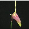 ORCHIDEES DU FENOUILLEDES