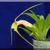 ORCHIDEES DU FENOUILLEDES