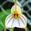 ORCHIDEES DU FENOUILLEDES