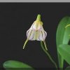 ORCHIDEES DU FENOUILLEDES