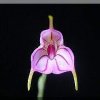 ORCHIDEES DU FENOUILLEDES