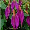 ORCHIDEES DU FENOUILLEDES