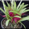ORCHIDEES DU FENOUILLEDES