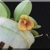 ORCHIDEES DU FENOUILLEDES