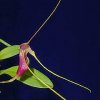 ORCHIDEES DU FENOUILLEDES